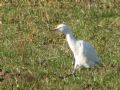 Bubulcus Bubulcus ibis